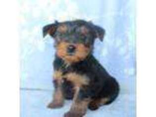 Yorkshire Terrier Puppy for sale in Elkhart, IN, USA