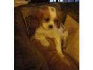 Cavalier King Charles Spaniel Puppy for sale in Nanticoke, PA, USA