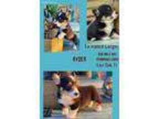 Pembroke Welsh Corgi Puppy for sale in Live Oak, FL, USA