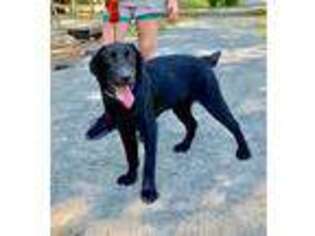 Labrador Retriever Puppy for sale in Germanton, NC, USA