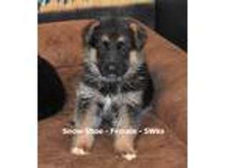 German Shepherd Dog Puppy for sale in Waymart, PA, USA
