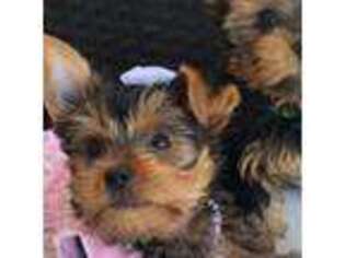 Yorkshire Terrier Puppy for sale in Grand Rapids, MI, USA