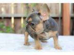 French Bulldog Puppy for sale in Columbia, KY, USA