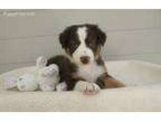 Border Collie Puppy for sale in Daytona Beach, FL, USA