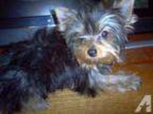 Yorkshire Terrier Puppy for sale in PEORIA, AZ, USA