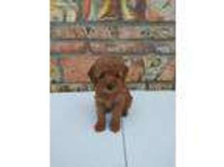 Cock-A-Poo Puppy for sale in Yuma, AZ, USA