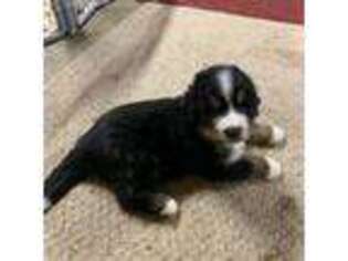 Bernese Mountain Dog Puppy for sale in Hayden, AL, USA