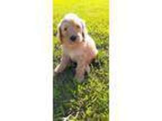 Goldendoodle Puppy for sale in Nathalie, VA, USA