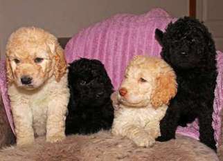 Goldendoodle Puppy for sale in Johnstown, PA, USA