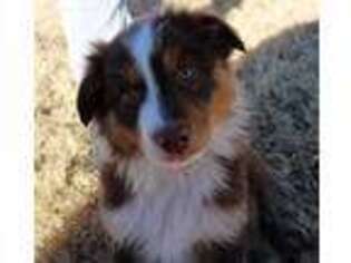 Australian Shepherd Puppy for sale in Douglass, KS, USA