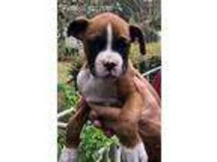 Boxer Puppy for sale in Homosassa, FL, USA