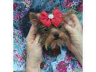 Yorkshire Terrier Puppy for sale in Jeffersonville, IN, USA