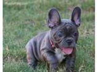 French Bulldog Puppy for sale in Coventry, RI, USA