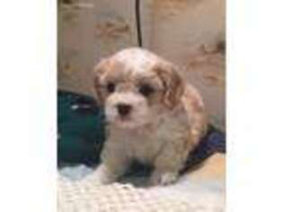 Cavachon Puppy for sale in Marietta, OH, USA