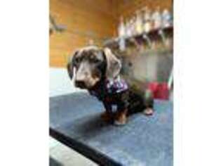 Dachshund Puppy for sale in Mitchell, IN, USA