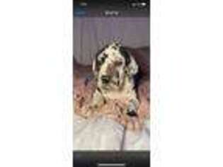 Great Dane Puppy for sale in Bozeman, MT, USA