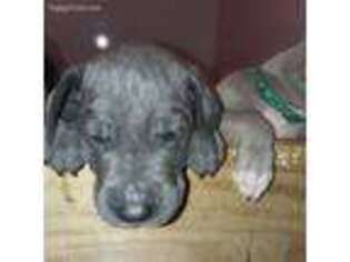 Great Dane Puppy for sale in Salisbury, NH, USA