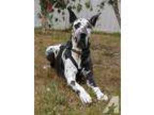 Great Dane Puppy for sale in PARRISH, FL, USA
