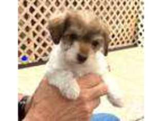Schnoodle (Standard) Puppy for sale in DAYTON, OH, USA