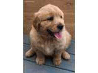 Golden Retriever Puppy for sale in Jasper, AL, USA