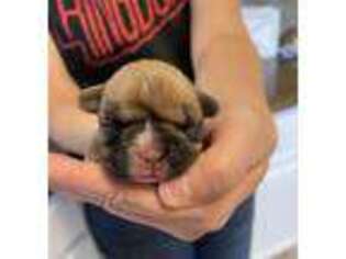 French Bulldog Puppy for sale in Whiteside, MO, USA
