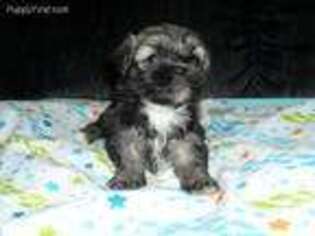 Mutt Puppy for sale in Mount Holly, NC, USA