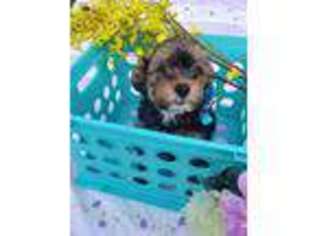 Cavapoo Puppy for sale in Burgaw, NC, USA