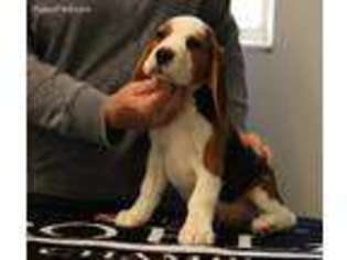Beagle Puppy for sale in Ogden, UT, USA