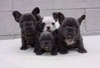 French Bulldog Puppy for sale in ASHBURN, VA, USA