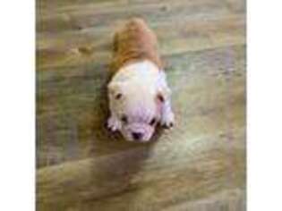 Bulldog Puppy for sale in Robbinsville, NC, USA