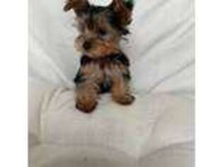 Yorkshire Terrier Puppy for sale in Bell Gardens, CA, USA