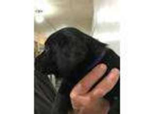 Labrador Retriever Puppy for sale in Clever, MO, USA