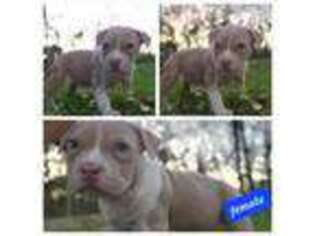 Mutt Puppy for sale in Selma, AL, USA