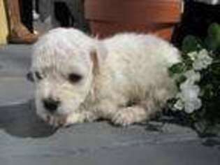 Bichon Frise Puppy for sale in Callaway, VA, USA