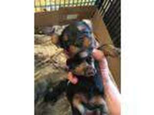 Yorkshire Terrier Puppy for sale in Jamestown, RI, USA