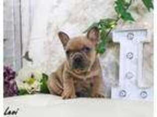 French Bulldog Puppy for sale in Alton, IA, USA
