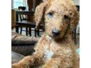 Goldendoodle Puppy for sale in East Cleveland, OH, USA