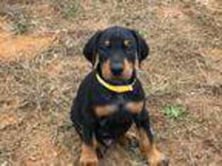 Doberman Pinscher Puppy for sale in Inman, SC, USA