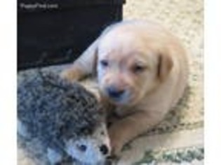 Labrador Retriever Puppy for sale in La Plata, MO, USA