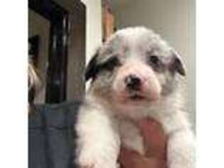 Pembroke Welsh Corgi Puppy for sale in Milford, TX, USA