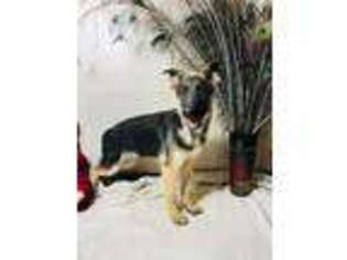 German Shepherd Dog Puppy for sale in Vandalia, MO, USA