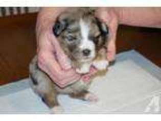 Mutt Puppy for sale in NEW CANEY, TX, USA