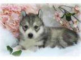Siberian Husky Puppy for sale in Quitman, TX, USA