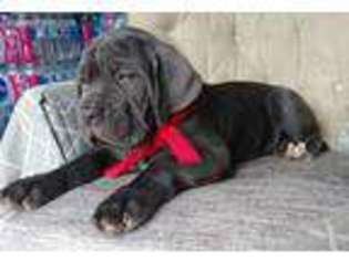 Mastiff Puppy for sale in Conover, NC, USA