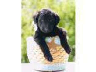 Labradoodle Puppy for sale in Kelso, WA, USA