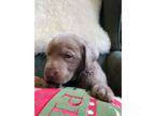 Labrador Retriever Puppy for sale in Hendersonville, NC, USA