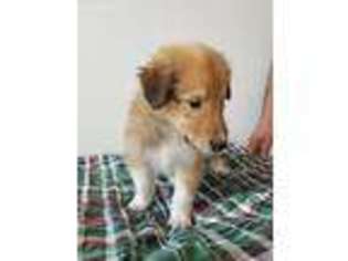 Collie Puppy for sale in Metamora, MI, USA