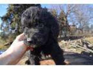 Goldendoodle Puppy for sale in North Liberty, IN, USA