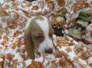 Basset Hound Puppy for sale in Waller, TX, USA