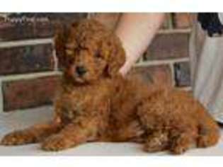Goldendoodle Puppy for sale in Reeds Spring, MO, USA